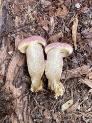 Boletus patrioticus