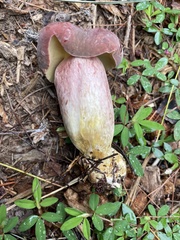 Boletus patrioticus