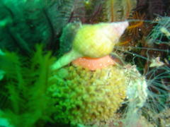 Africofusus ocelliferus