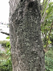Ailanthus altissima