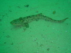 Haploblepharus pictus