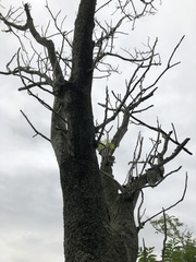 Ailanthus altissima