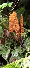 Calathea crotalifera image