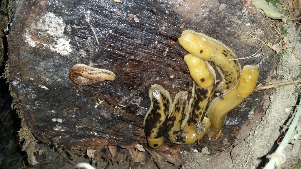 Pacific bananaslug