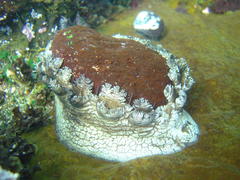 Haliotis spadicea