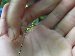 Coeliccia flavicauda