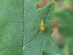 Oxyopes sushilae