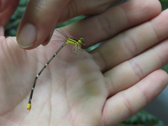 Coeliccia flavicauda