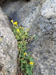 Erythranthe floribunda