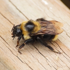 Bombus