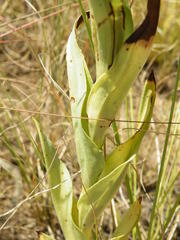 Habenaria epipactidea