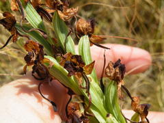 Habenaria epipactidea
