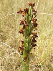 Habenaria epipactidea