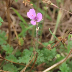 Erodium cicutarium