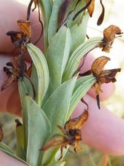 Habenaria epipactidea