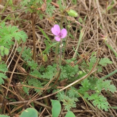 Erodium cicutarium