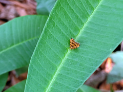 Choreutis amethystodes