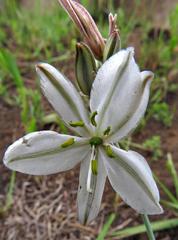 Chlorophytum cooperi