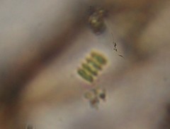 Scenedesmus