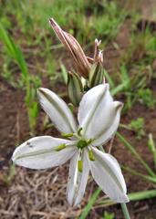 Chlorophytum cooperi