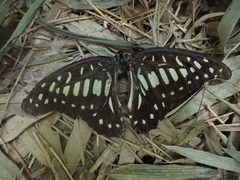 Graphium chironides