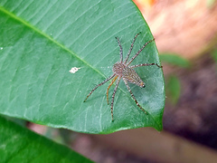 Hamadruas sikkimensis