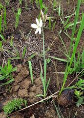 Chlorophytum cooperi