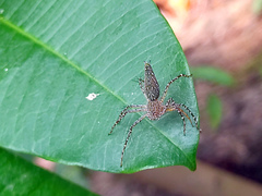 Hamadruas sikkimensis