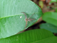 Hamadruas sikkimensis