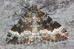 Chrysolarentia argocyma