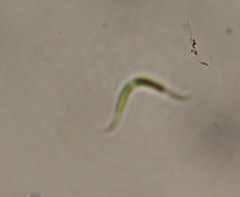 Monoraphidium contortum