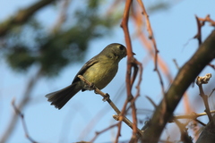 Vireo gundlachii