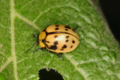 Platyphora fraterna
