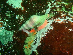 Africofusus ocelliferus
