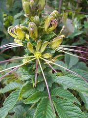 Cleome anomala