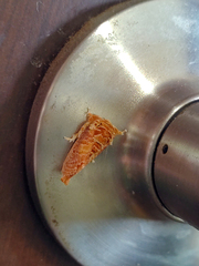 Demonarosa rufotessellata