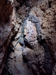 Enoploctenus cyclothorax