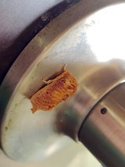 Demonarosa rufotessellata