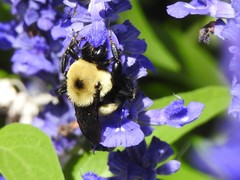 Bombus griseocollis