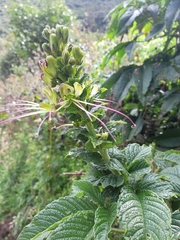 Cleome anomala