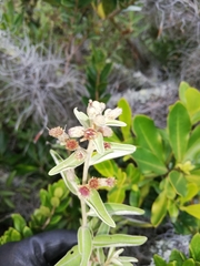 Lepidaploa karstenii