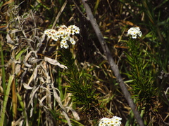 Heliotropium stenophyllum
