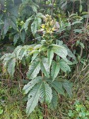 Cleome anomala