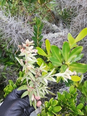 Lepidaploa karstenii