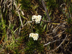 Heliotropium stenophyllum