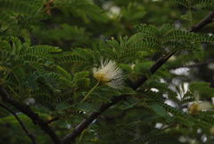 Albizia harveyi