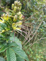 Cleome anomala