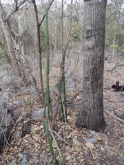 Cereus jamacaru calcirupicola