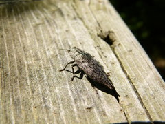Dicerca tenebrica