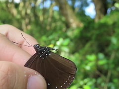 Euploea tulliolus